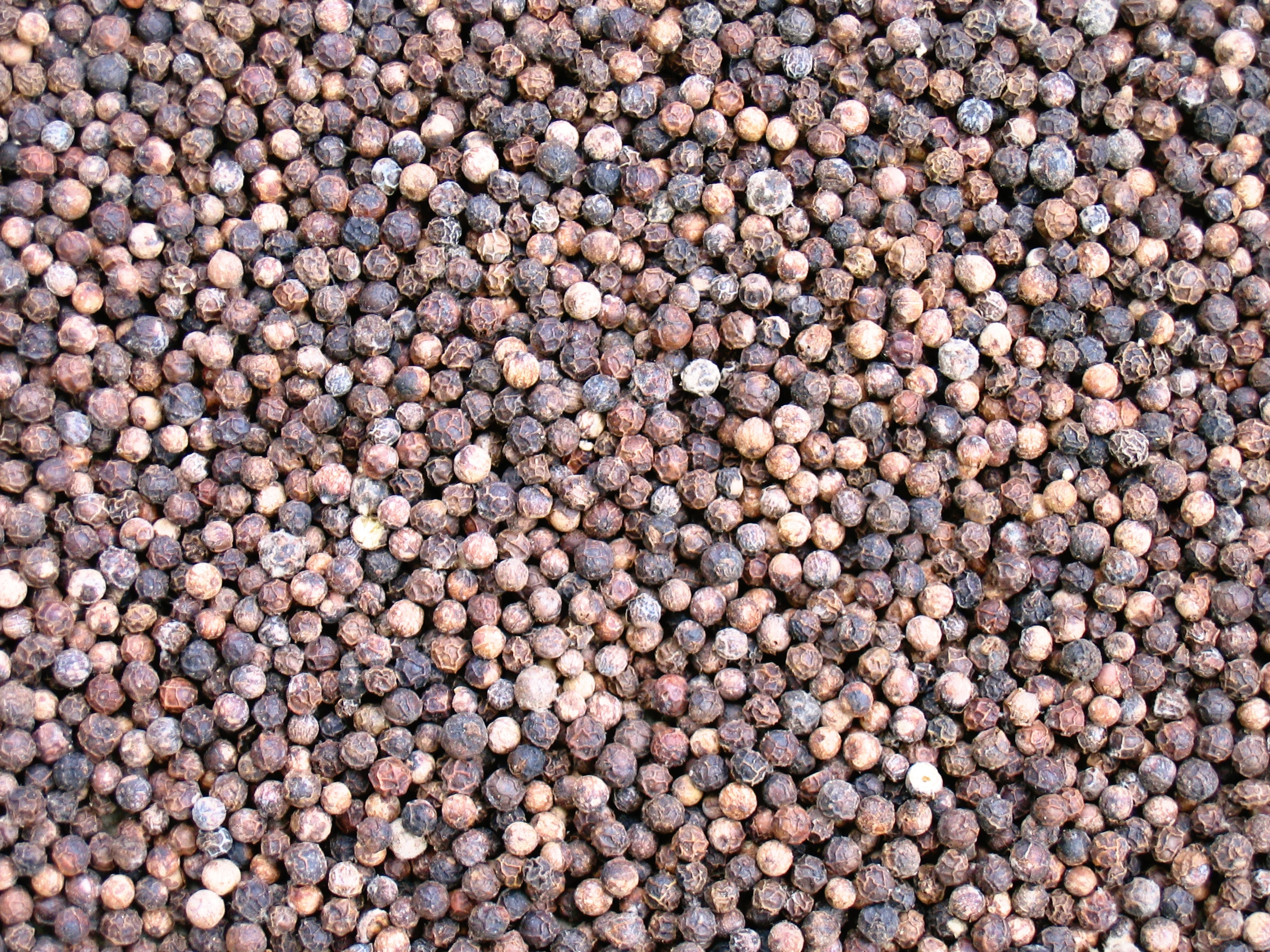 Piper nigrum