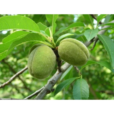Prunis dulcis