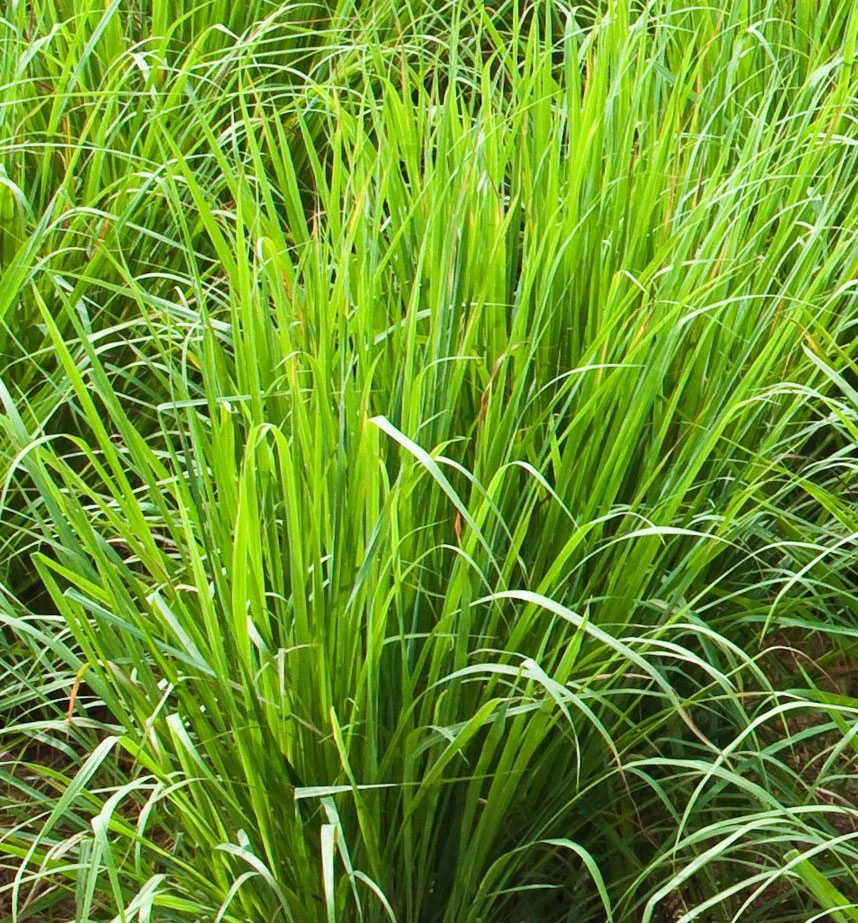 Cymbopogon citrates
