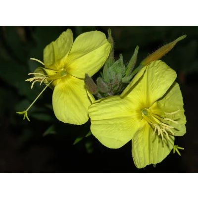 Evening primrose oil