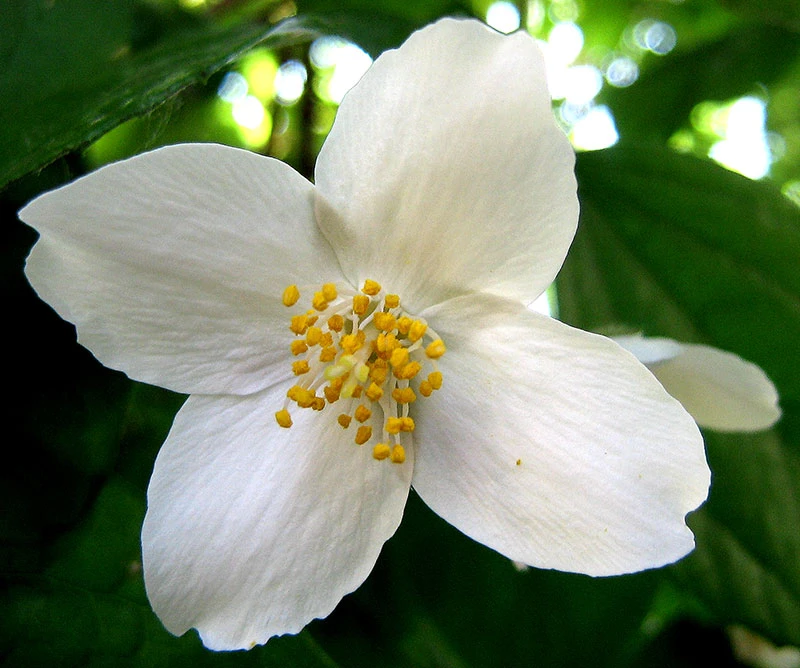 Jasmine