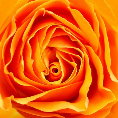 Orange rose