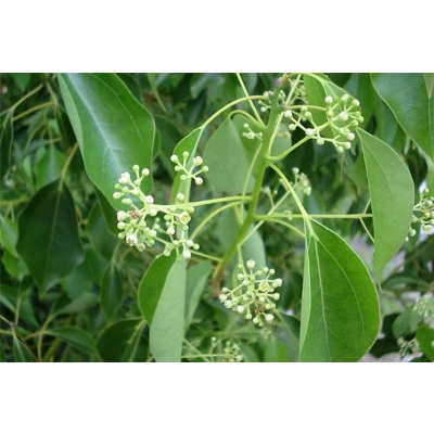 Ravintsara essential oil
