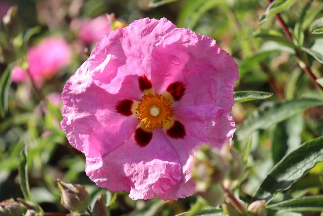 Organic Rock Rose Essential Oil - Image 2