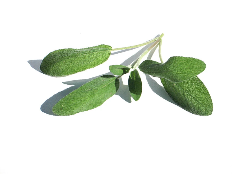 Salvia sclarea