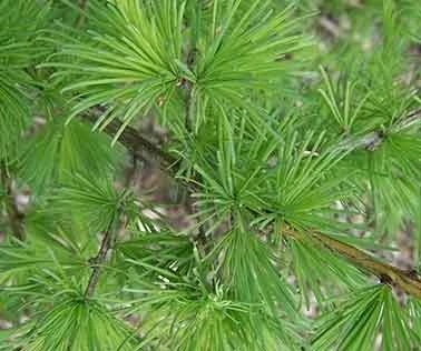 siberian fir