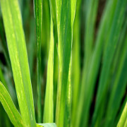 Read more about the article Lemongrass essential oil uses
