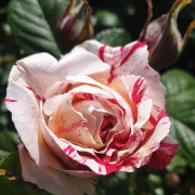 Read more about the article Aromatherapy and influenza viruses