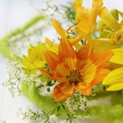 Read more about the article Start a collection of oils