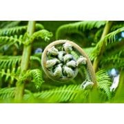 Read more about the article Best essential oil for varicose veins