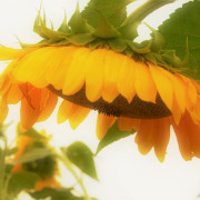 Read more about the article Best essential oils for losing weight