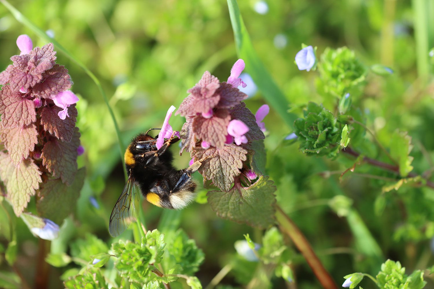 Bumblebee feeding on flowering dead nettle in a natural garden