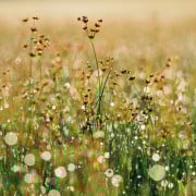 Read more about the article Can Essential Oils help when Feeling Down