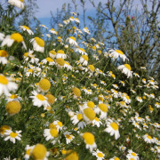Read more about the article Chamomile essential oil uses