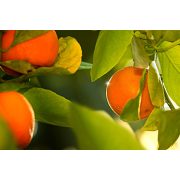 Read more about the article Pamper Your Home