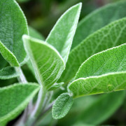 Read more about the article Clary Sage essential oil uses