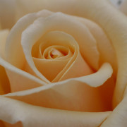 Read more about the article 10 Ways to use essential oils