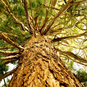 Read more about the article Cypress essential oil uses