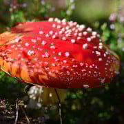 Read more about the article Essential Oils Can Be Toxic