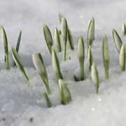 Read more about the article Essential oils for colds and flu