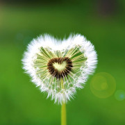 Read more about the article Essential oils for fever relief