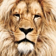 Read more about the article Essential oils for hair