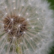 Read more about the article Essential Oils For Hair Growth