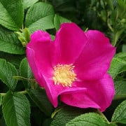 Read more about the article Essential Oils for Itching