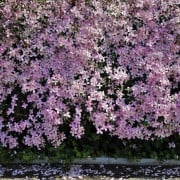 Read more about the article Essential Oils for Menopause