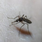 Read more about the article What can I diffuse with Jasmine that mosquitoes may dislike, but that still smells good?