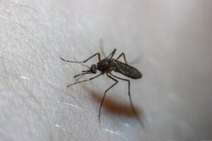 Mosquito representing the Ask Lena question about essential oils for mosquitoes
