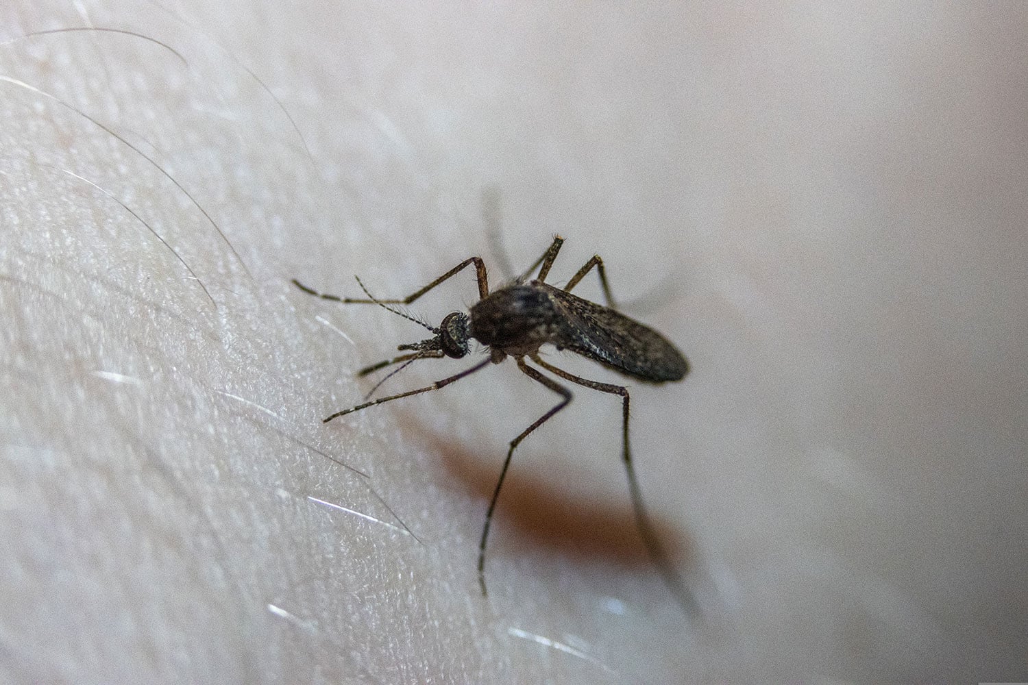 Mosquito representing the Ask Lena question about essential oils for mosquitoes