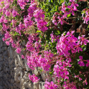 Read more about the article Geranium Essential Oil Uses