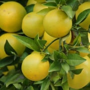 Read more about the article Grapefruit Essential Oil Benefits