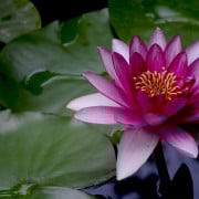 Read more about the article Help with Insomnia