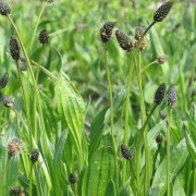 Read more about the article Home remedy for cough