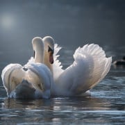 Read more about the article How Essential Oils Affect Emotions