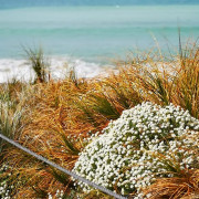 Read more about the article How Essential Oils Are Made