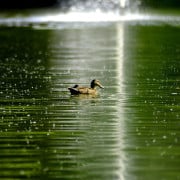 Read more about the article How to Use an Essential Oil Diffuser Like a Professional