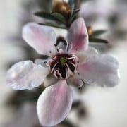 Read more about the article How To Use Manuka Essential Oil