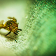 Read more about the article Essential Oils in Your Garden