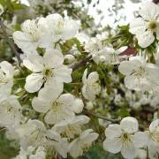 Read more about the article Jasmine essential oil uses