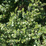 Read more about the article Juniper berry essential oil uses