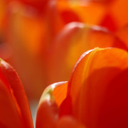 Read more about the article Lip Balm Recipe