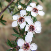Read more about the article Manuka essential oil uses