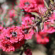 Read more about the article Manuka Oil Benefits