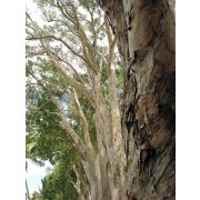 Read more about the article Tea Tree essential oil uses