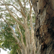 Read more about the article Nasal Congestion Blend