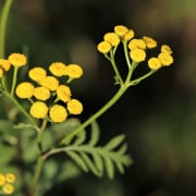 Read more about the article Natural remedy for eczema