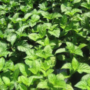 Read more about the article The Difference Between Patchouli Light and Patchouli Dark Essential Oil